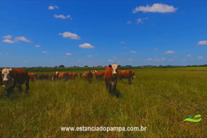 800 Hectares.00_02_34_23.Quadro012_ecf389110188030d2ff8fae43c900f8b37ad93e4.png